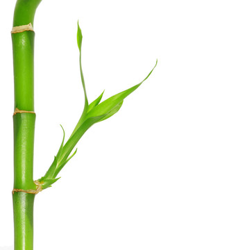 竹