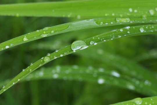 雨落在一個(gè)綠色的草地上