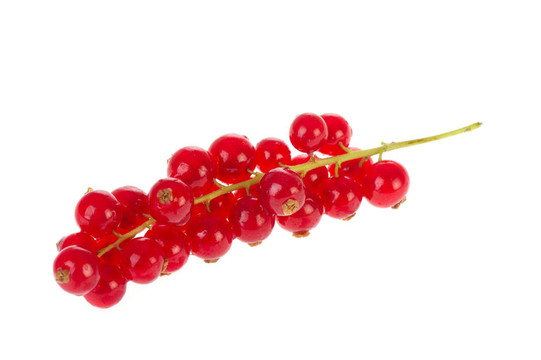 紅醋栗