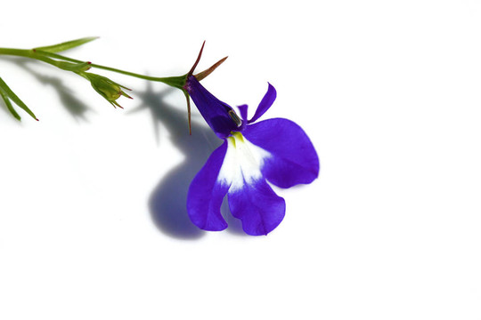 藍(lán)色的花