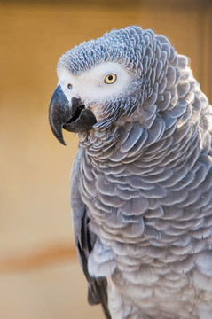 對zhako灰鸚鵡（Psittacus erithacus）