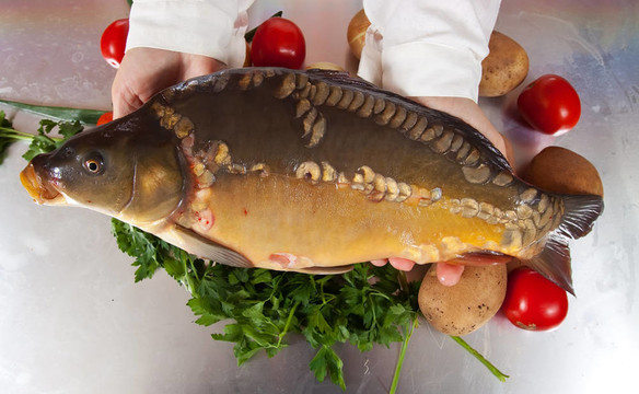 Cook手與鯉魚魚