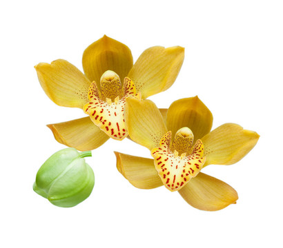 蘭花