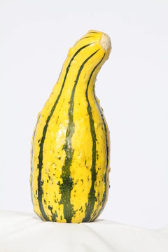 觀賞Gourd南瓜（黃色）