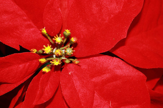 poinsetta