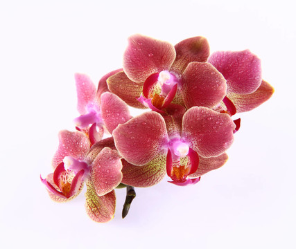 蘭花花