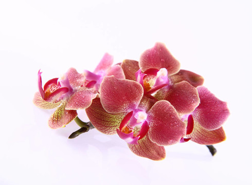 蘭花花