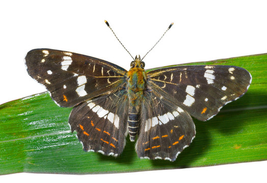 蝴蝶（Araschnia burejana）