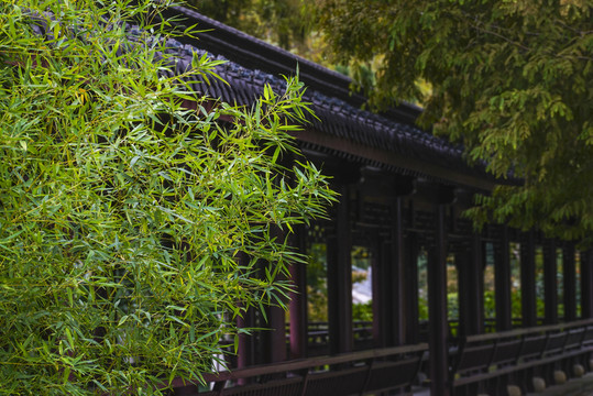 翠竹 長(zhǎng)廊