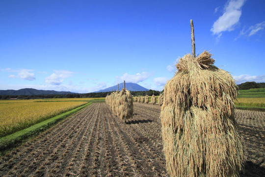 日本的Rice和巖手山