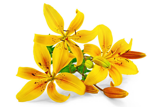 百合花黃色