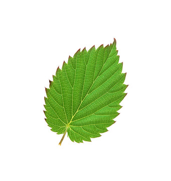 白葉上的美麗的綠葉