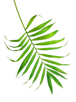 白葉蕨綠葉