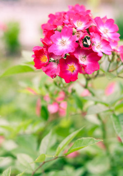 蜜蜂采集花粉從明亮的粉紅色花的狗薔薇（rosa canina）