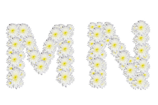 白色背景下的字母White Flower