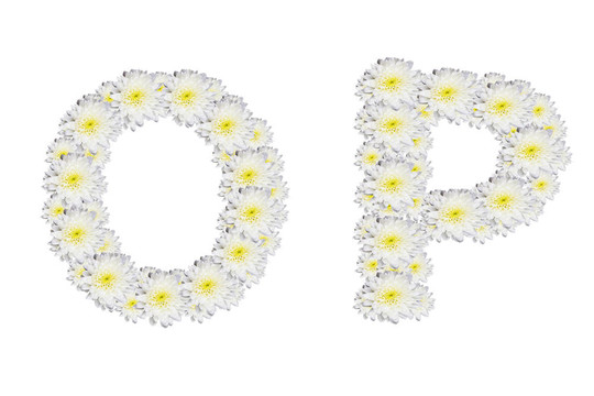 字母OP；白色背景下的White Flower