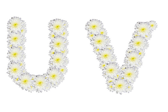 字母紫外線；白色背景上的White Flower