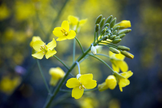 油菜花