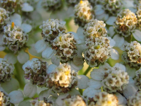 西洋蓍草的花（Achillea millefolium）