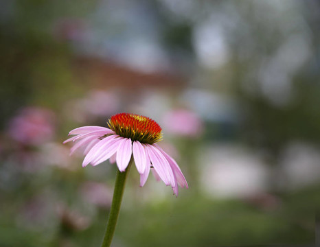 紫錐花