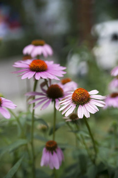 紫錐花