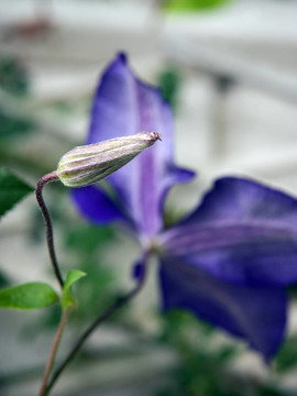 芽的鐵線蓮