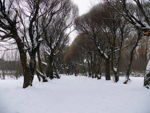 雪中的柳巷。公園streshnevo波克羅夫斯科耶村。莫斯科