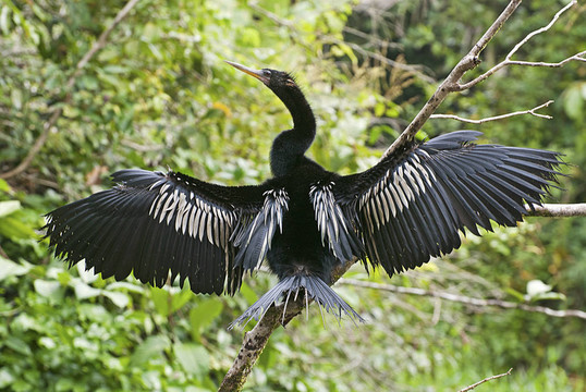 蛇鳥水鳥棲息
