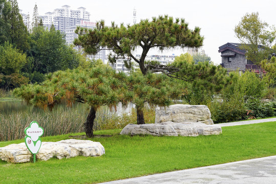 園林景觀迎客松