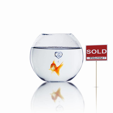 在一個(gè)魚缸里的金魚