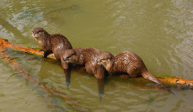 亞洲小爪水獺（Aonyx cinerea）
