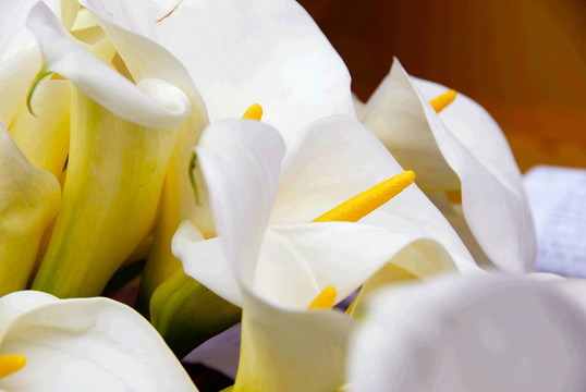 Cala lily束