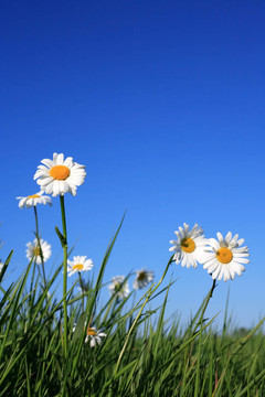 牛眼Daisy Flowers