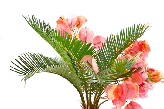 西米棕櫚和Bougainvillea