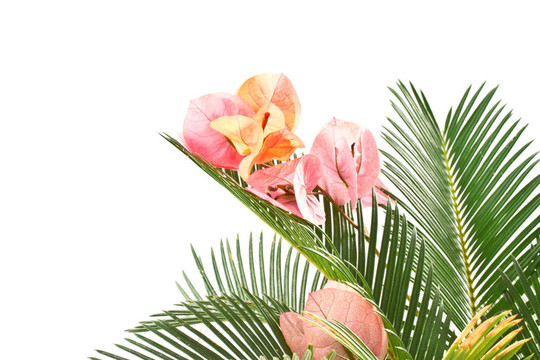 西米棕櫚和Bougainvillea