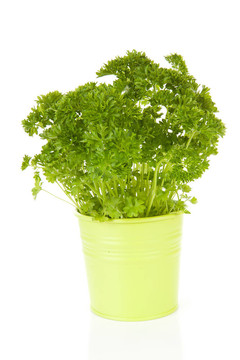 桶里的新鮮香菜
