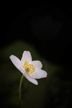 銀蓮花孤立在黑