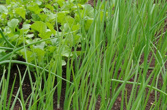 菜園蔬菜蘿卜和洋蔥