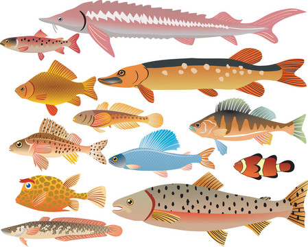 集魚