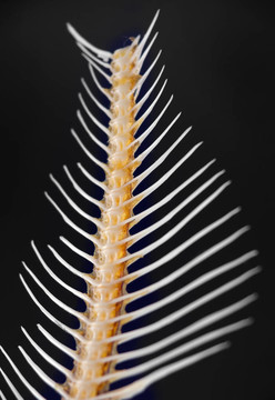 魚骨