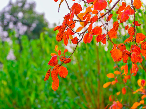 紅葉