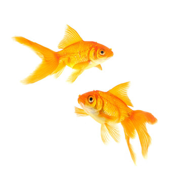 金魚