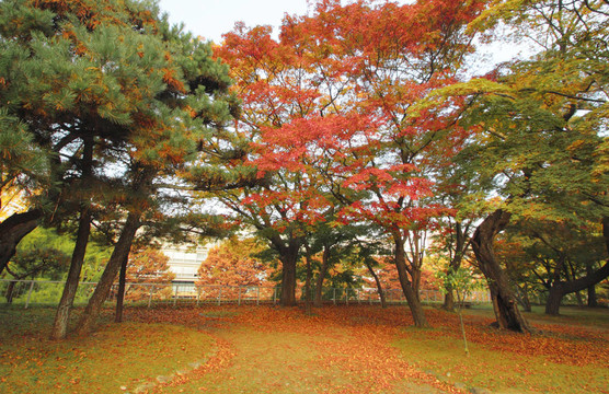在巖手公園的彩色的葉子