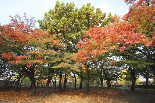 在巖手公園的彩色的葉子