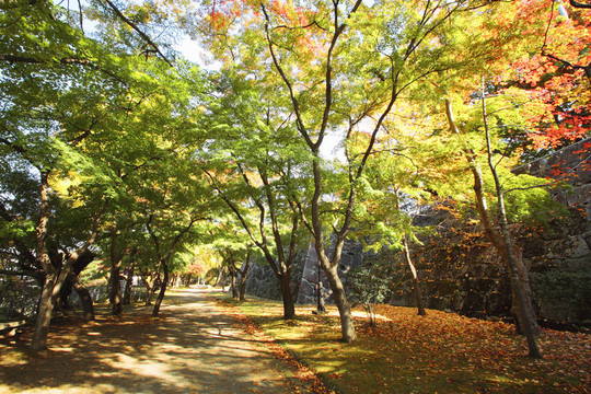 在巖手公園的彩色的葉子