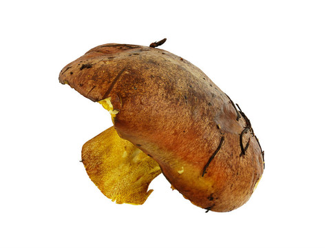 大的野生蘑菇