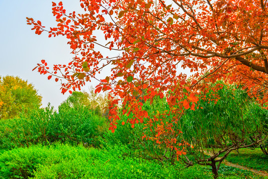 紅葉