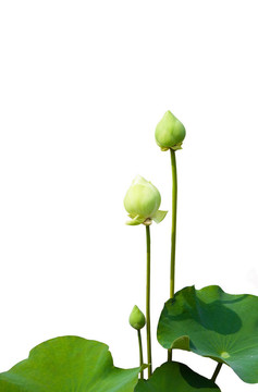 白蓮花上分離的蓮花