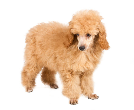 杏色貴賓犬的畫像在白色背景