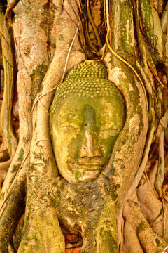 如來(lái)佛祖的頭被包裹在樹根在笏mahatat Ayutthaya寺；泰國(guó)。